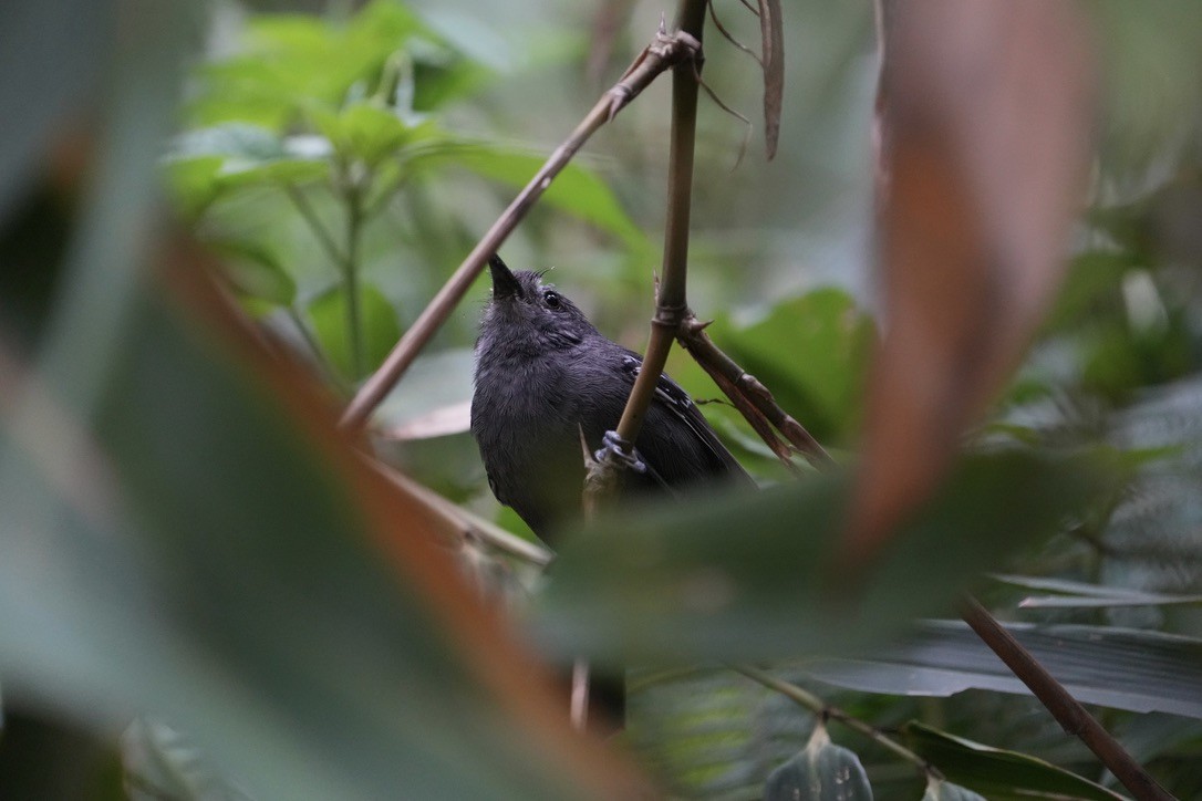 Rio de Janeiro Antbird - ML625743500