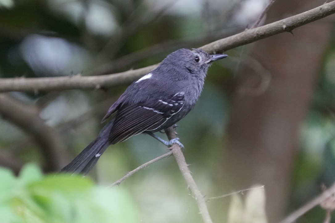 Rio de Janeiro Antbird - ML625743504