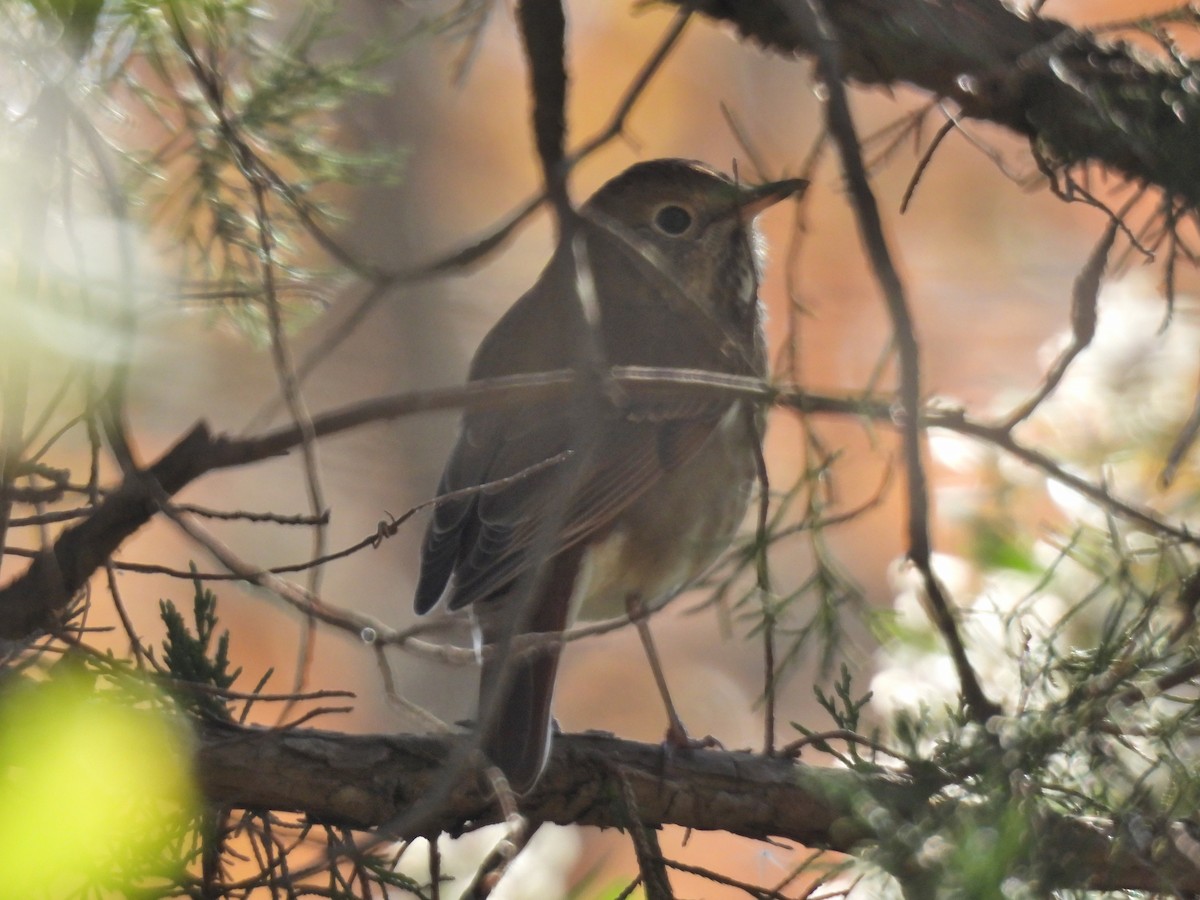 Hermit Thrush - ML625743546