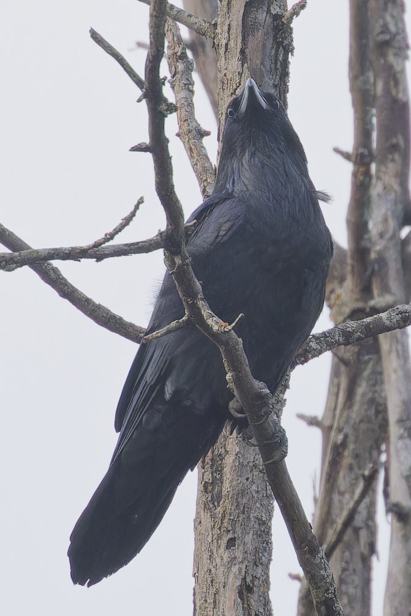 Common Raven - ML625743674