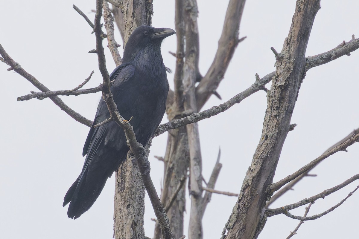 Common Raven - ML625743675