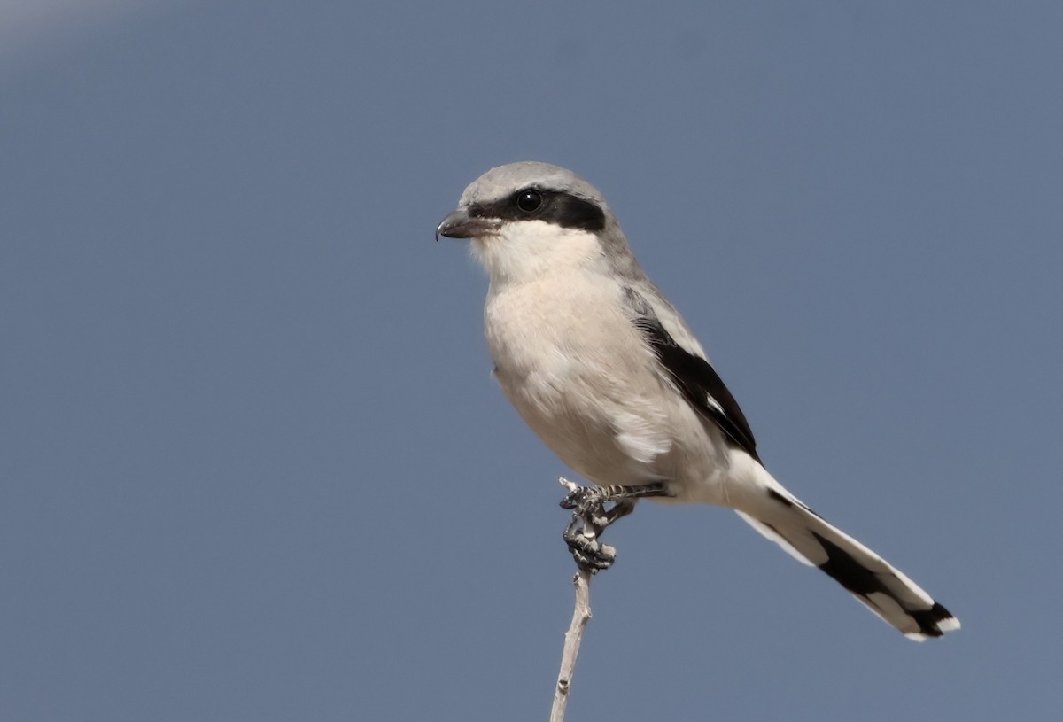 Loggerhead Shrike - ML625743681
