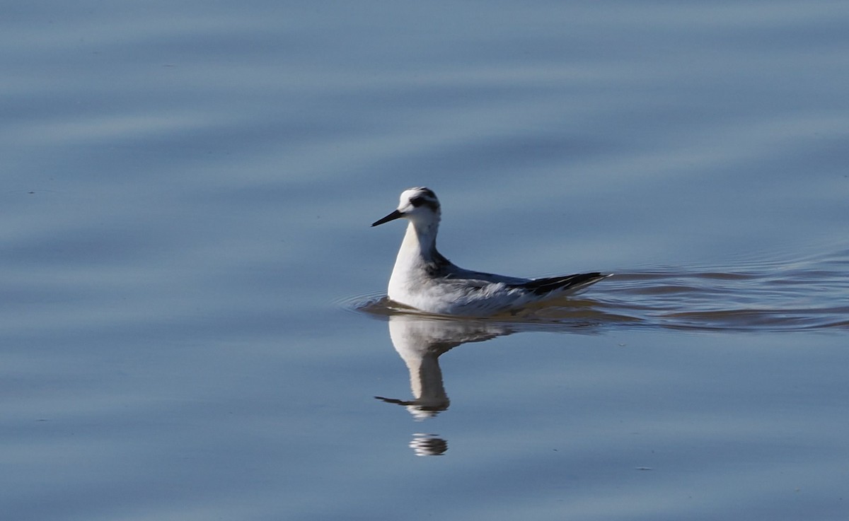 Red Phalarope - ML625743690