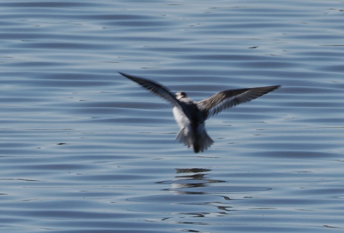 Red Phalarope - ML625743691