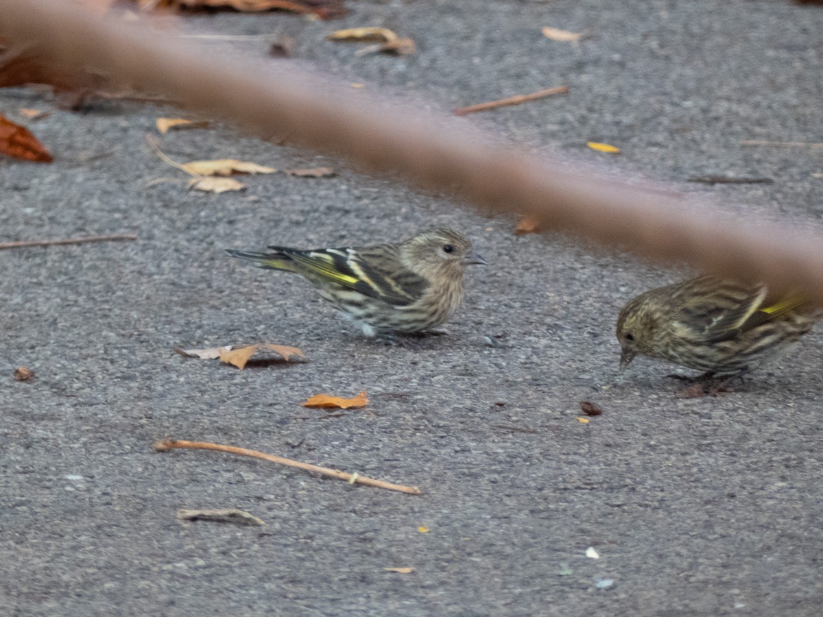 Pine Siskin - ML625743700