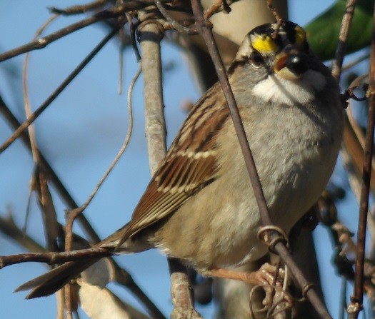 White-throated Sparrow - ML625743902