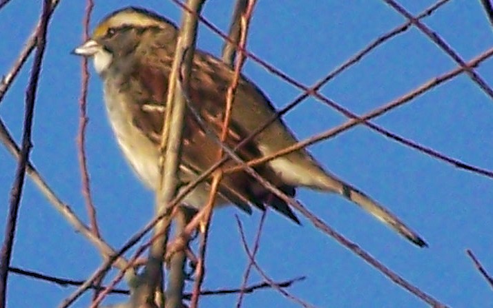 White-throated Sparrow - ML625743903