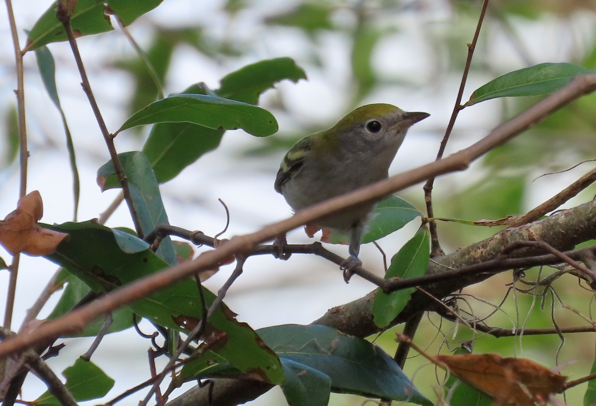 Chestnut-sided Warbler - ML625744015