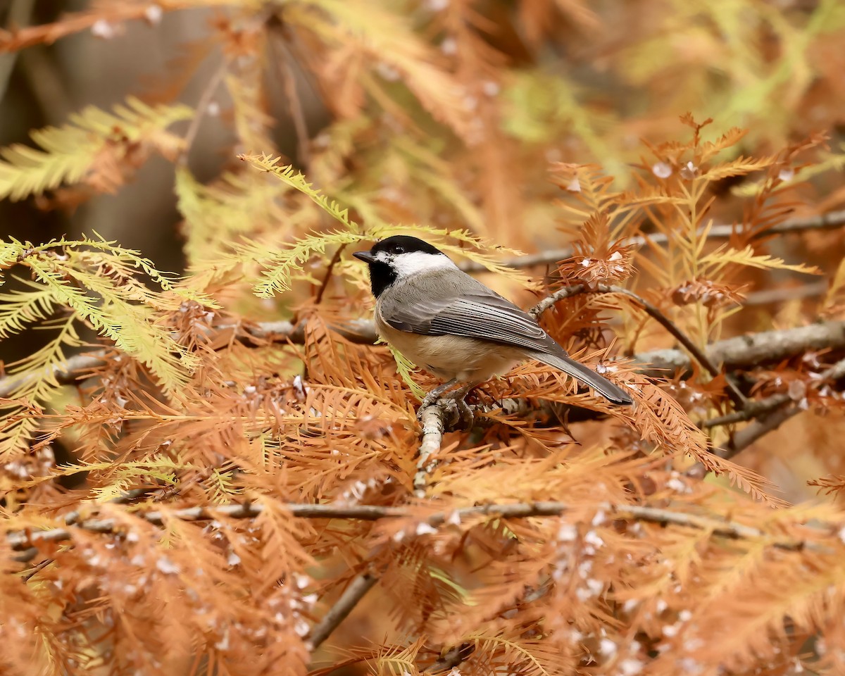 Carolina Chickadee - ML625744090