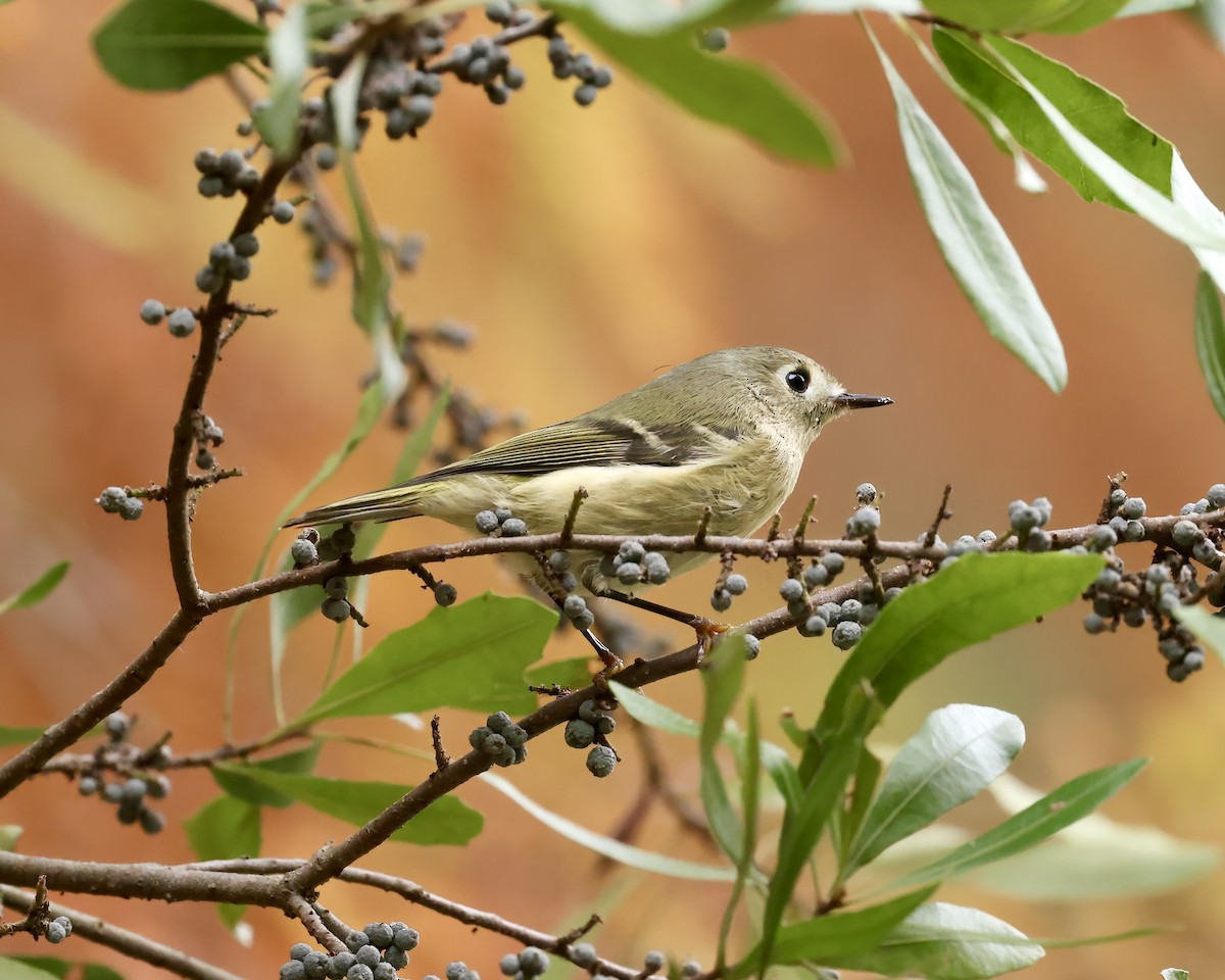 Ruby-crowned Kinglet - ML625744123