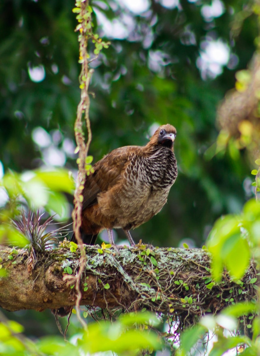 Scaled Chachalaca - ML625744124