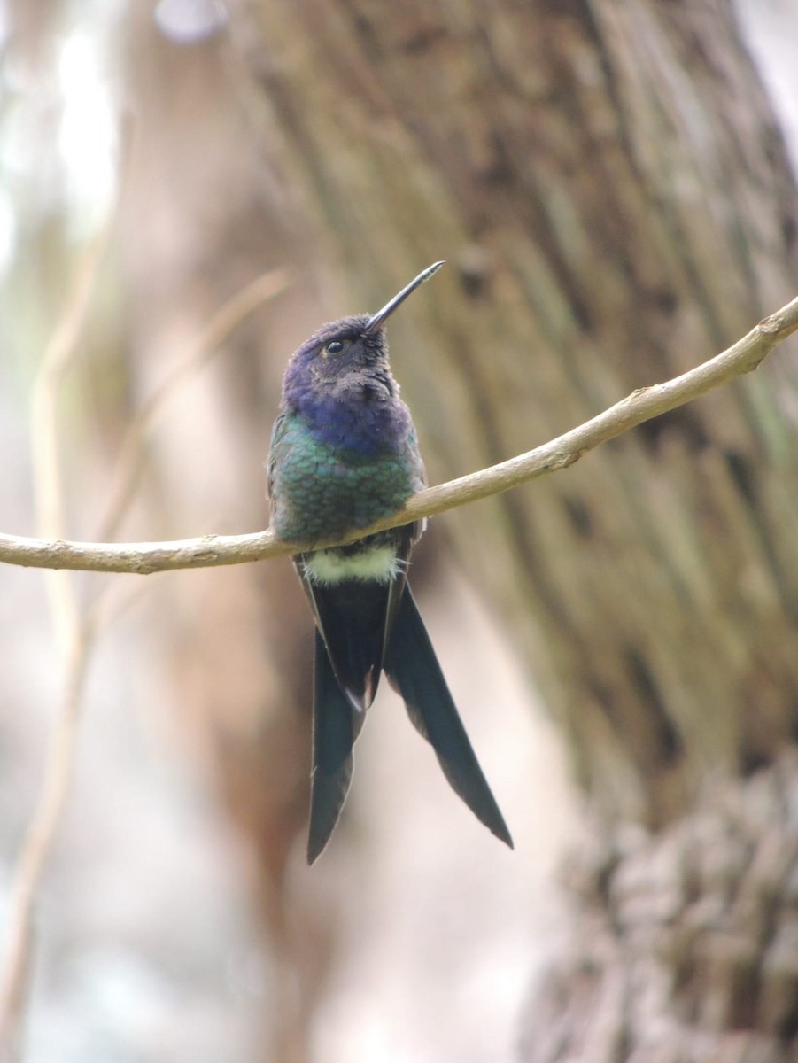 Swallow-tailed Hummingbird - ML625744130