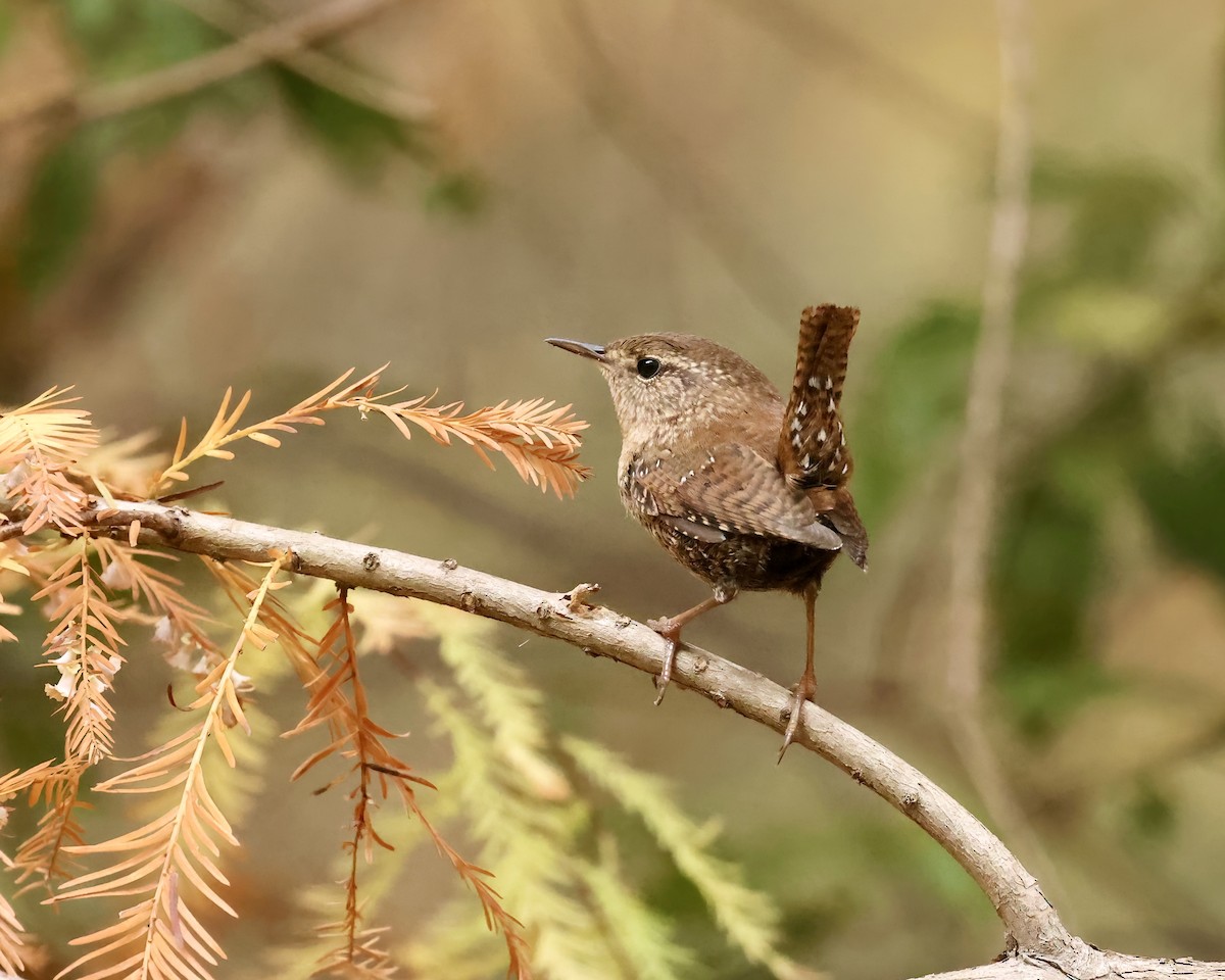 Winter Wren - ML625744132
