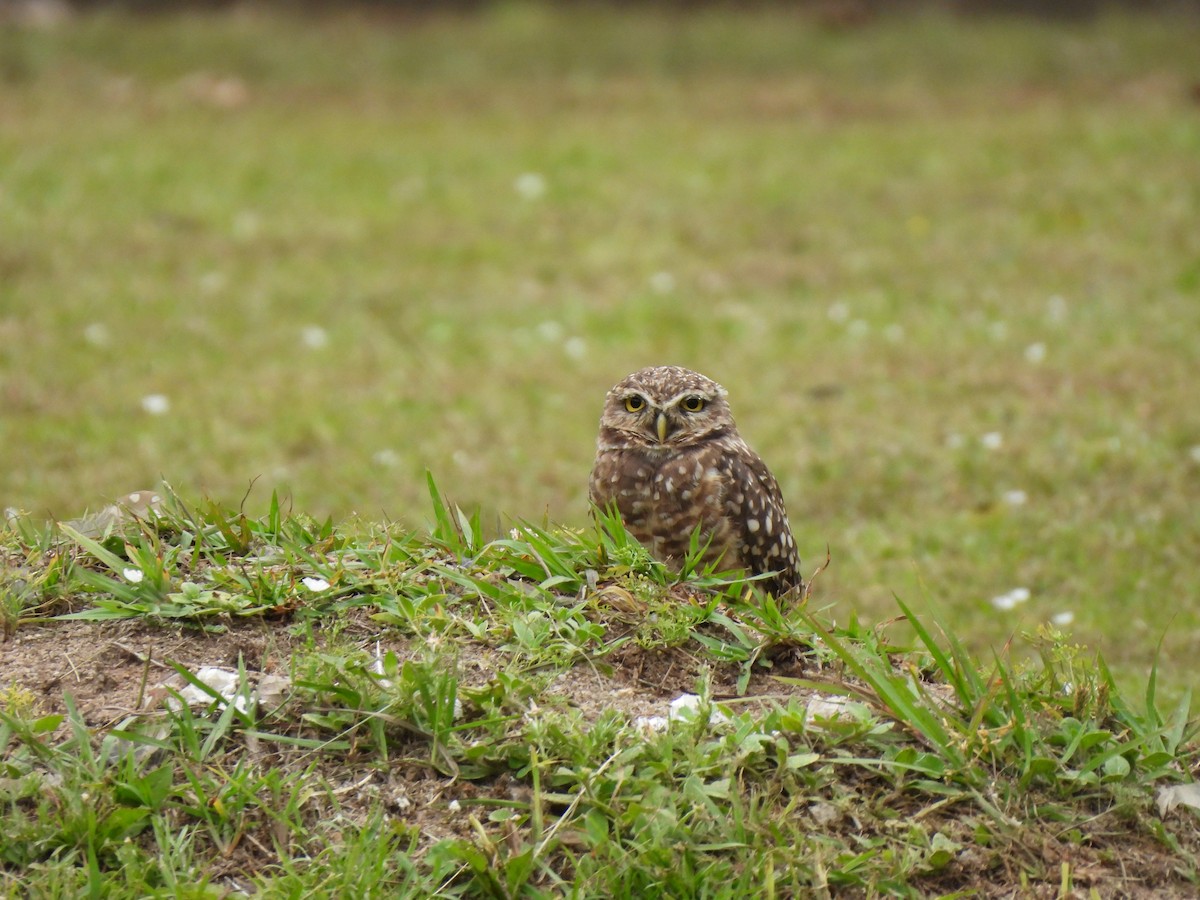 Burrowing Owl - ML625744199