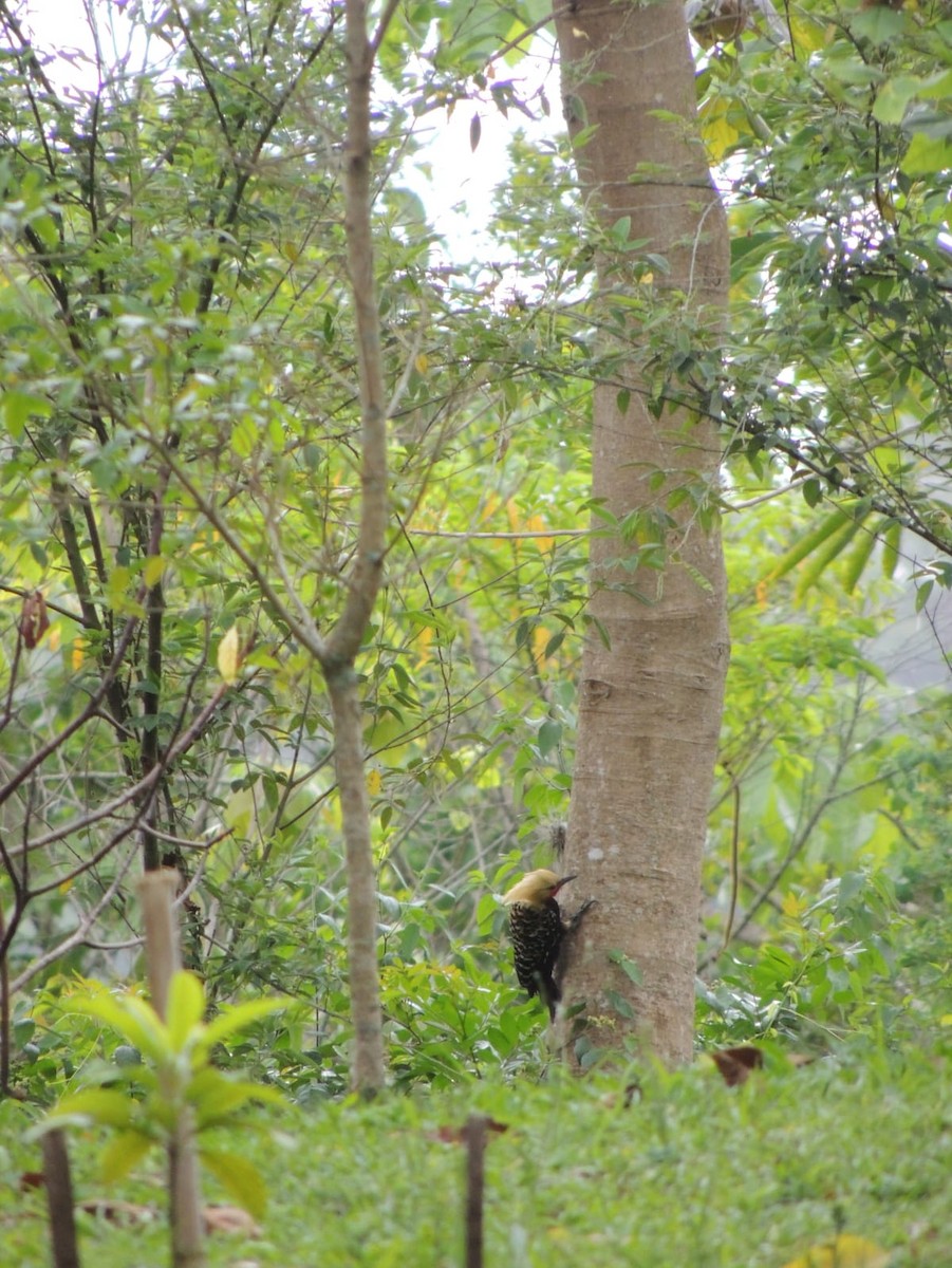 Blond-crested Woodpecker - ML625744211