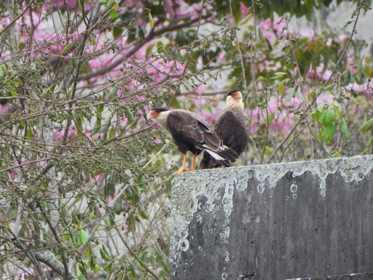 Crested Caracara - ML625744241