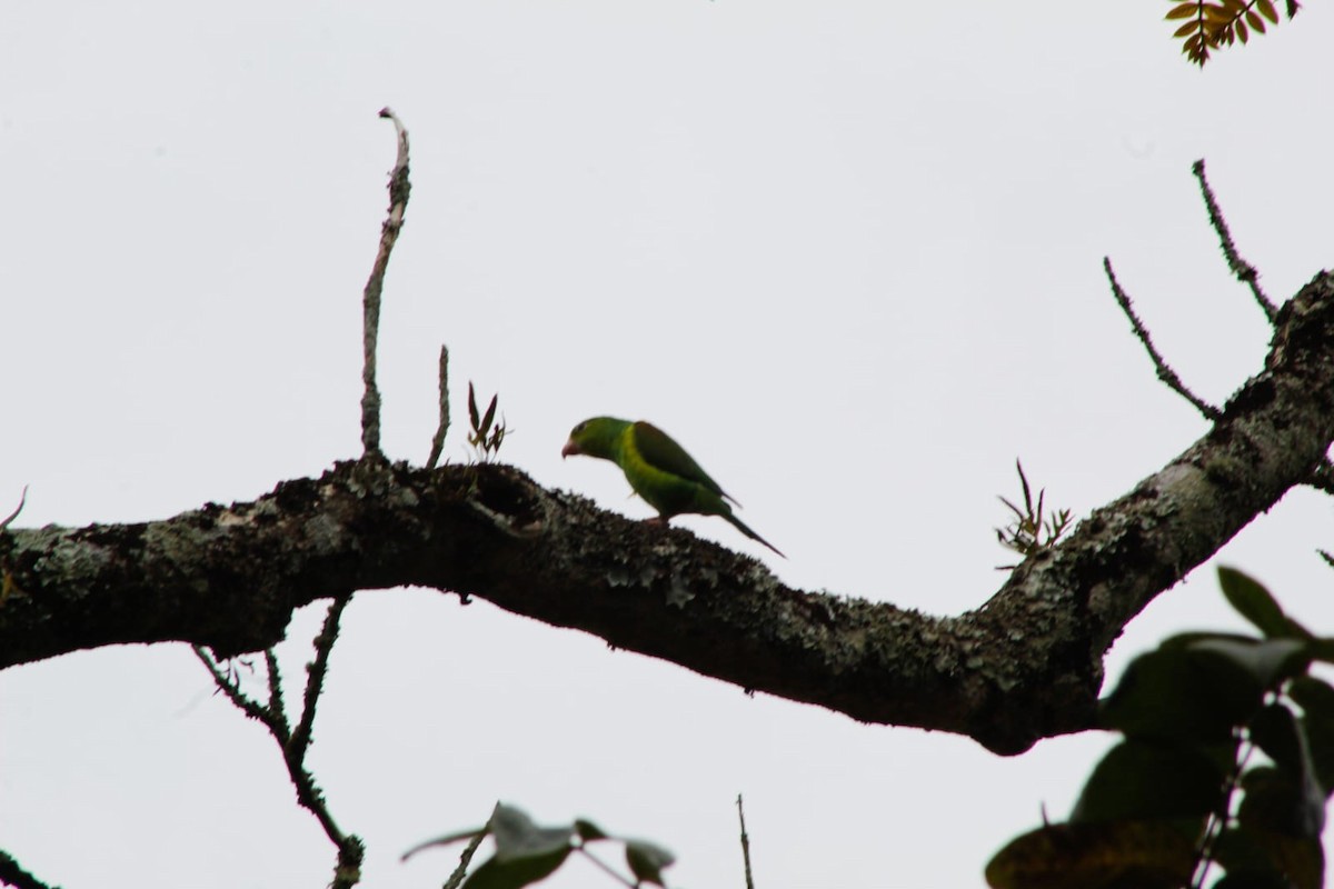 Plain Parakeet - ML625744245