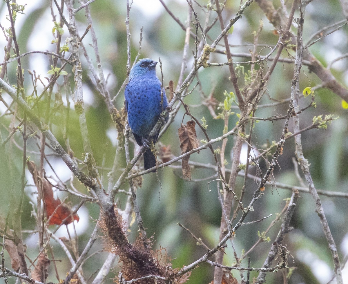 Blue-and-black Tanager - ML625744256