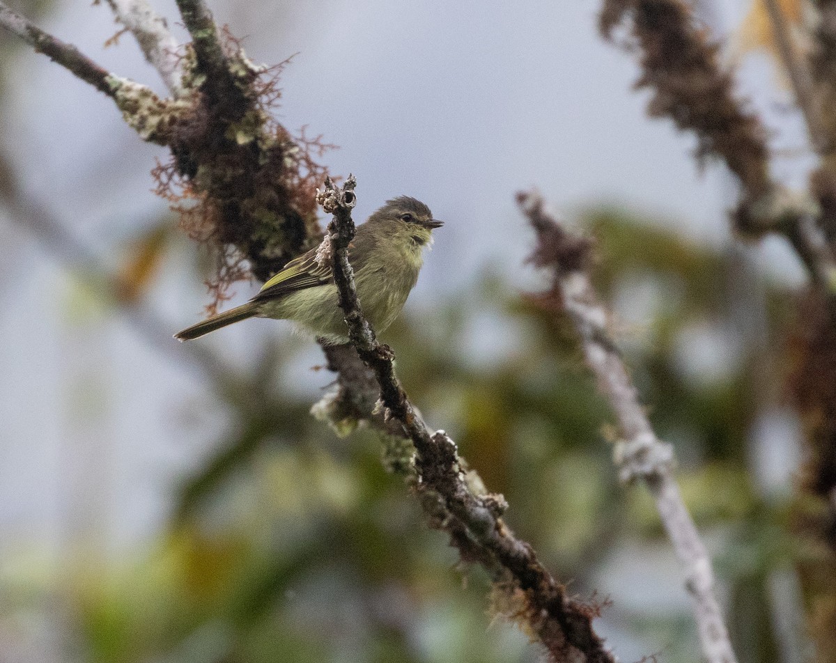 Peruvian Tyrannulet - ML625744274