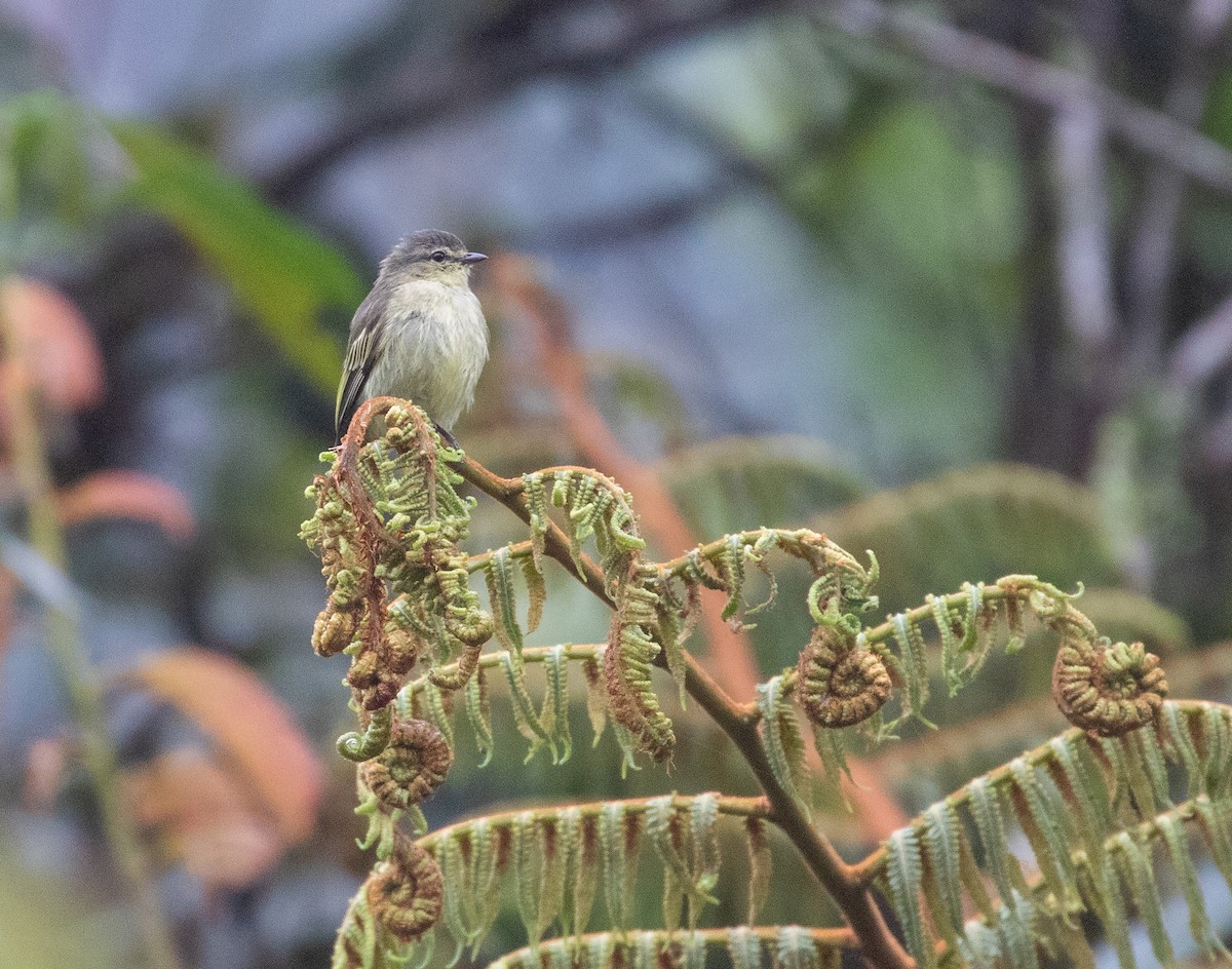 Peruvian Tyrannulet - ML625744280