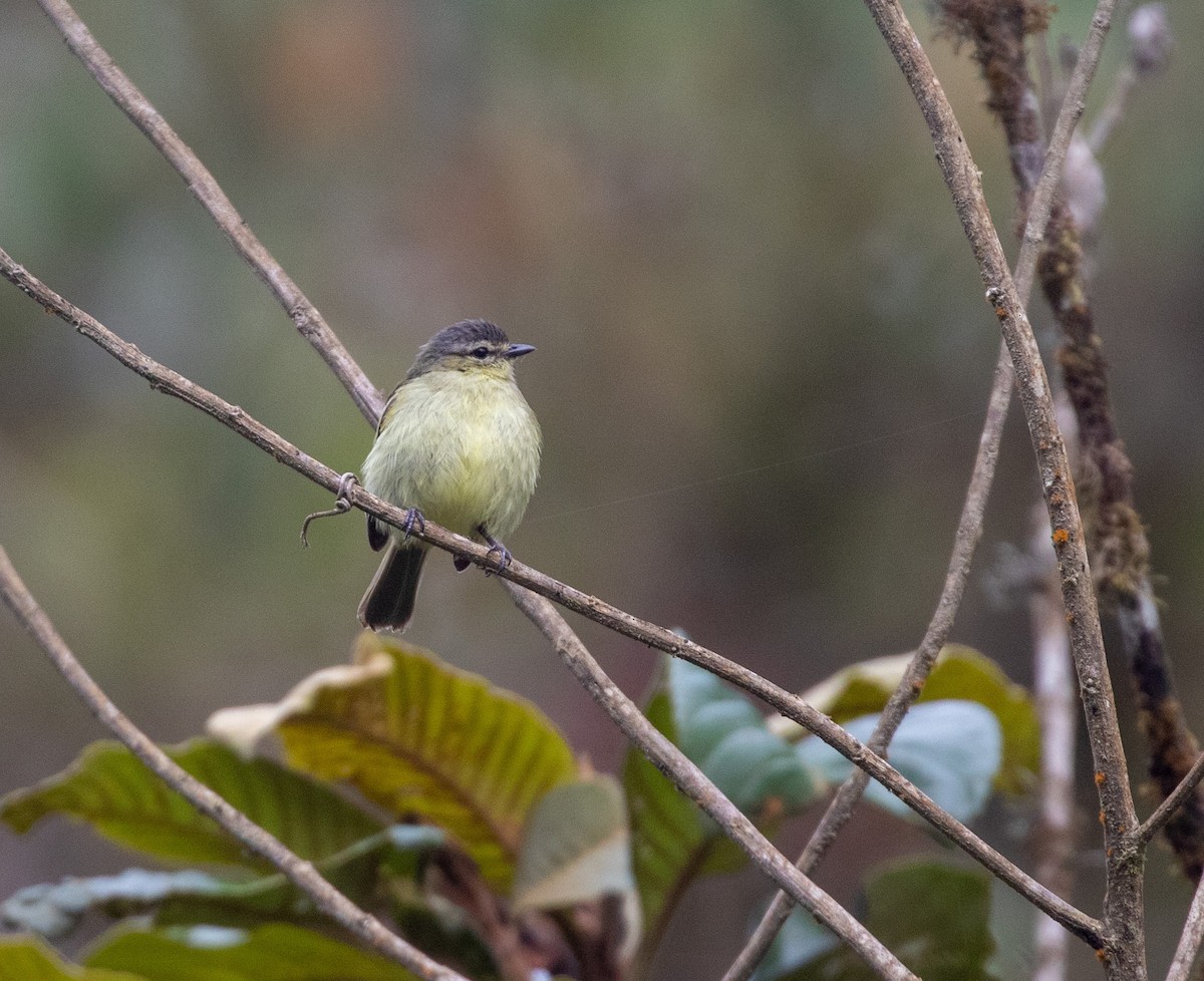 Peruvian Tyrannulet - ML625744287