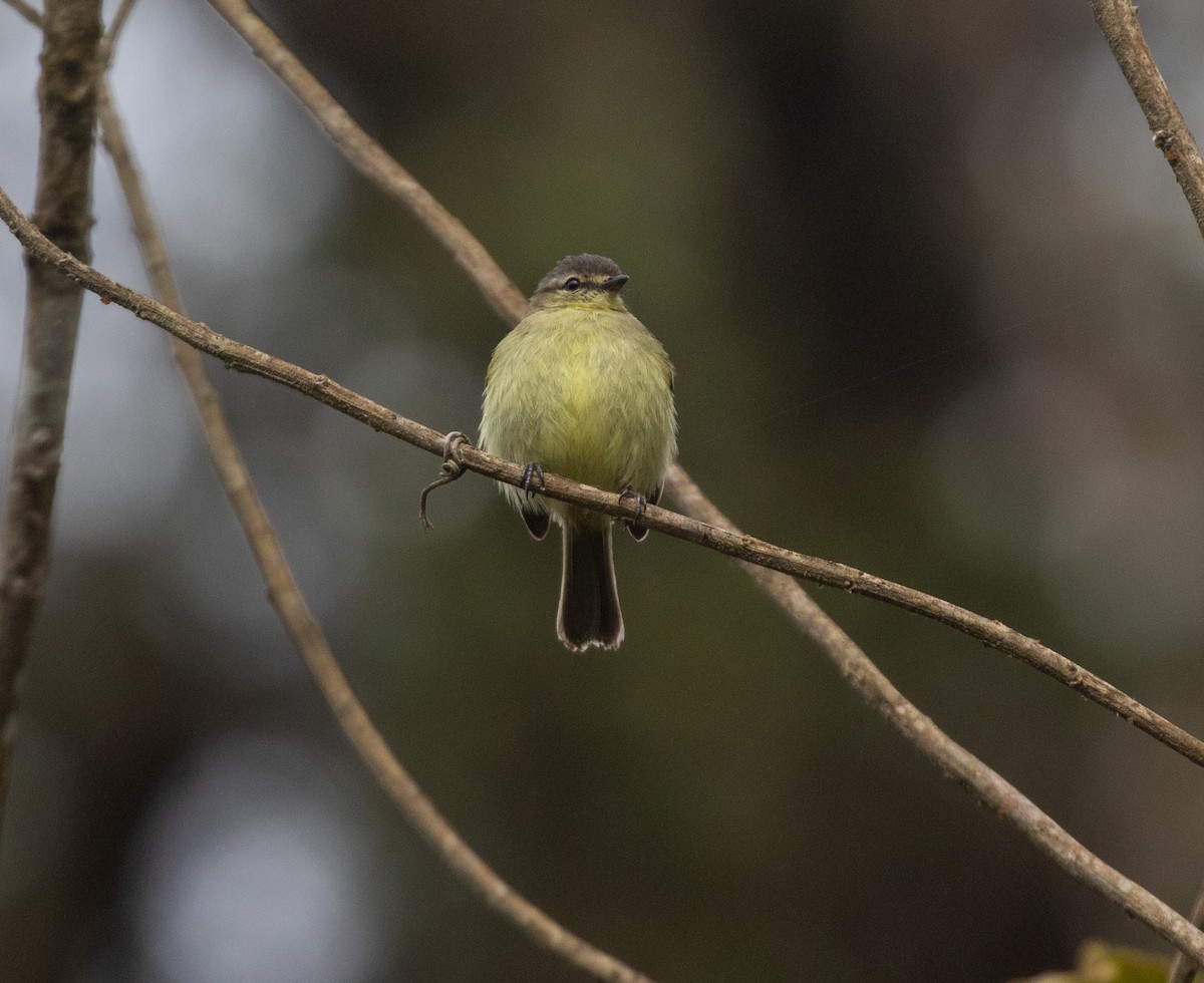 Peruvian Tyrannulet - ML625744309