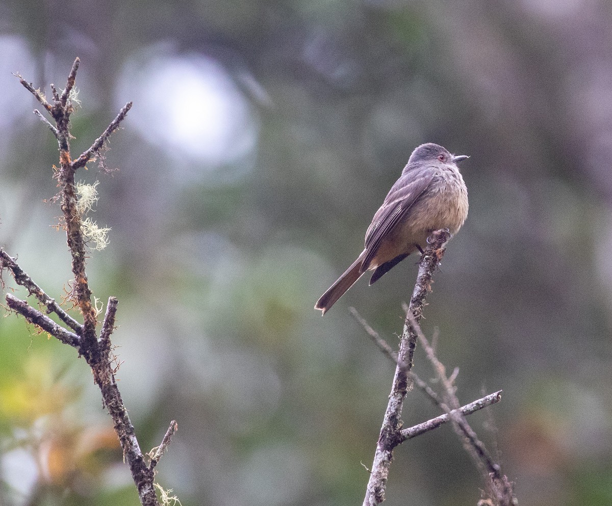 Rufous-tailed Tyrant - ML625744318