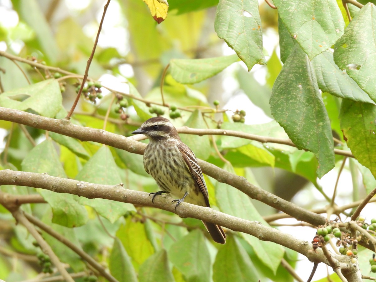 Variegated Flycatcher - ML625744339