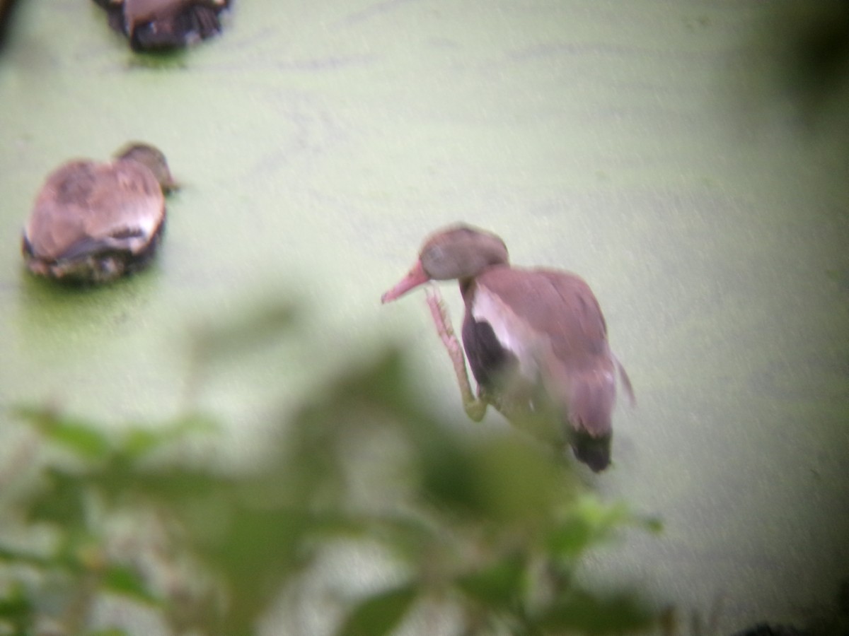 Black-bellied Whistling-Duck - ML625744356