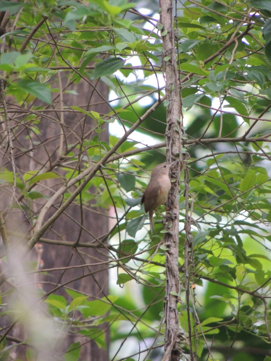 Southern House Wren - ML625744359