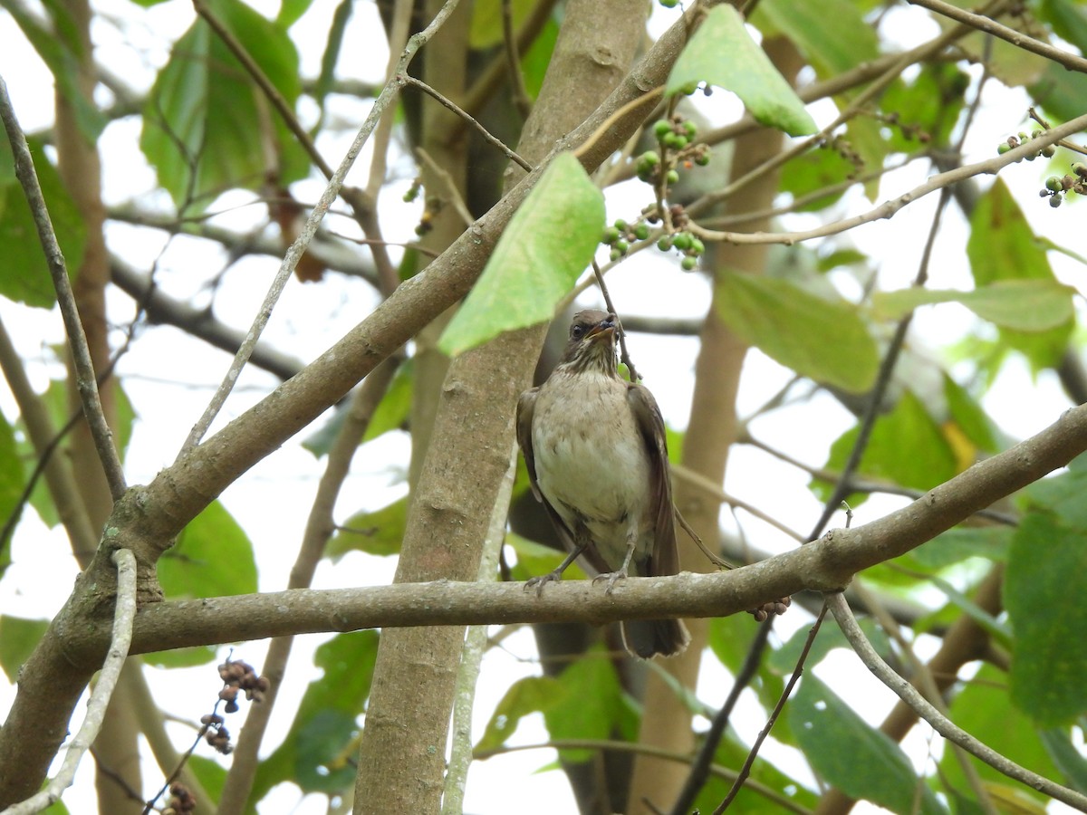 Creamy-bellied Thrush - ML625744384