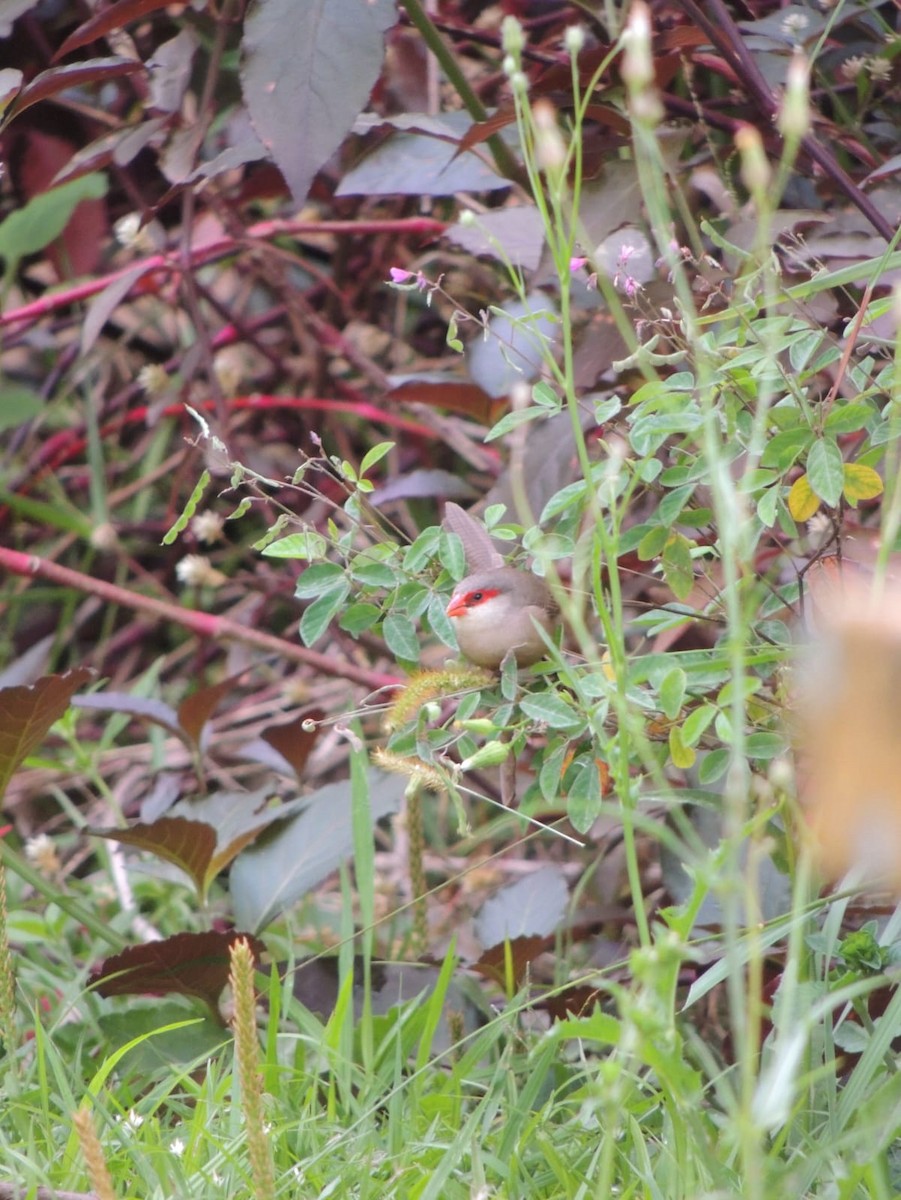 Common Waxbill - ML625744387