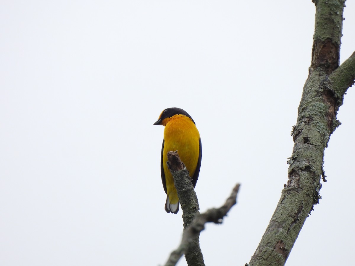 Violaceous Euphonia - ML625744402