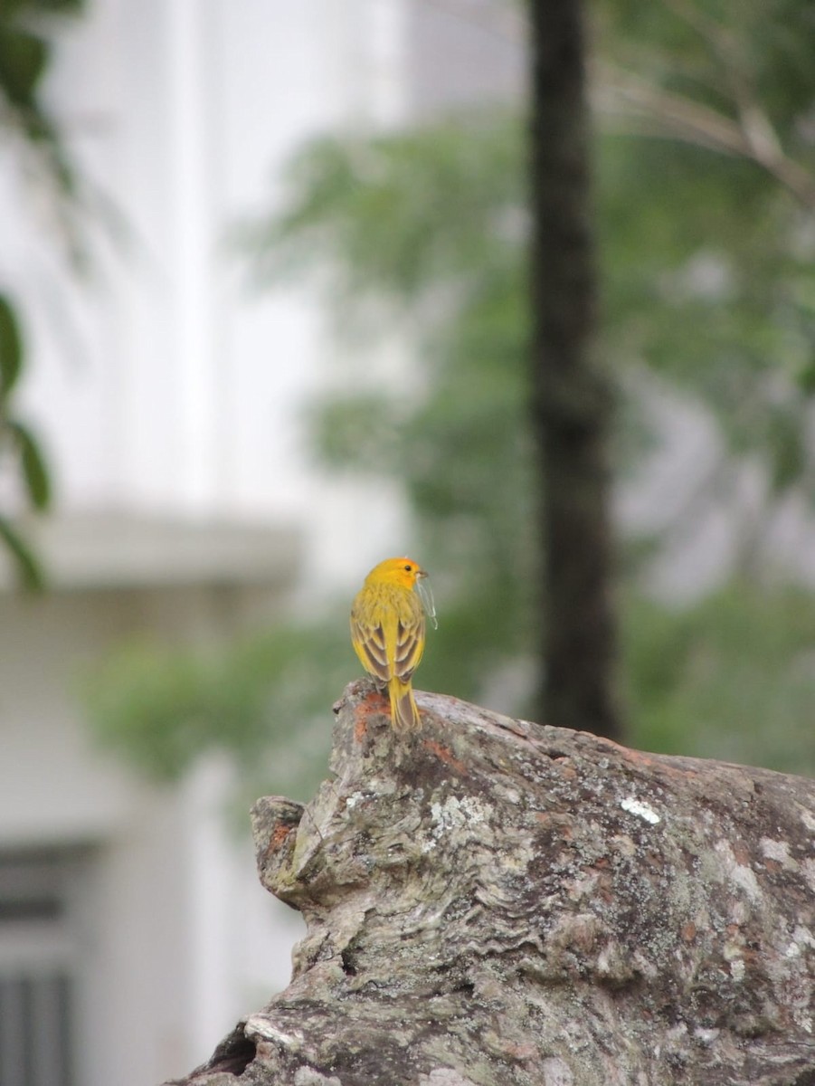 Saffron Finch - ML625744468