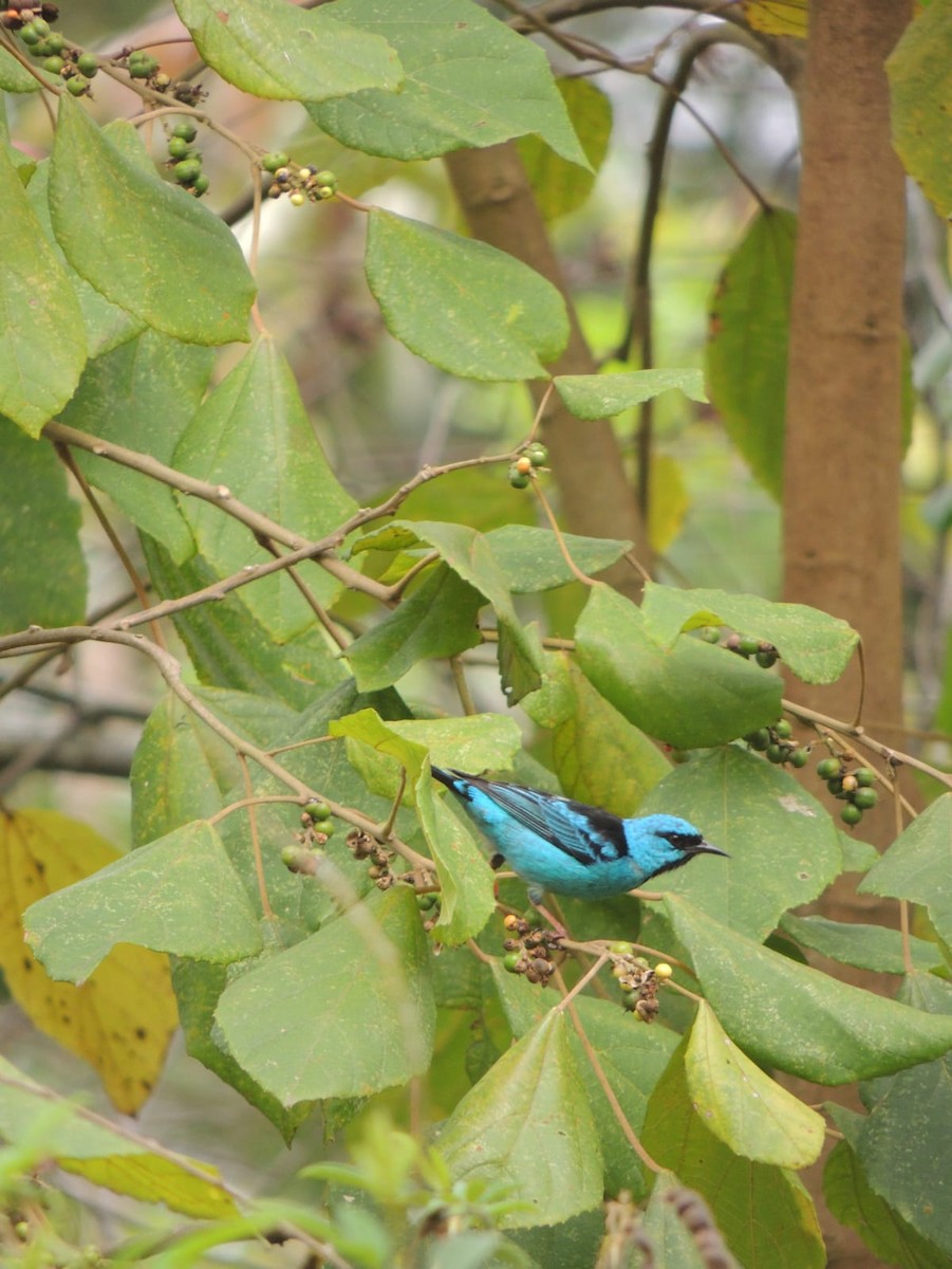 Blue Dacnis - ML625744473