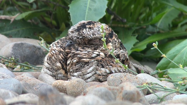 Common Poorwill - ML625744534