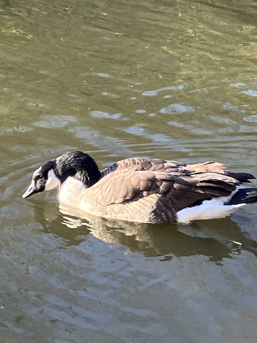 berneška velká [skupina canadensis] - ML625744572