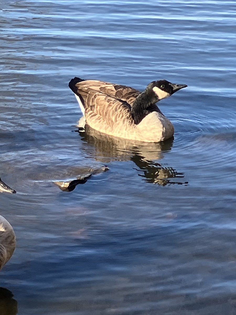 berneška velká [skupina canadensis] - ML625744575