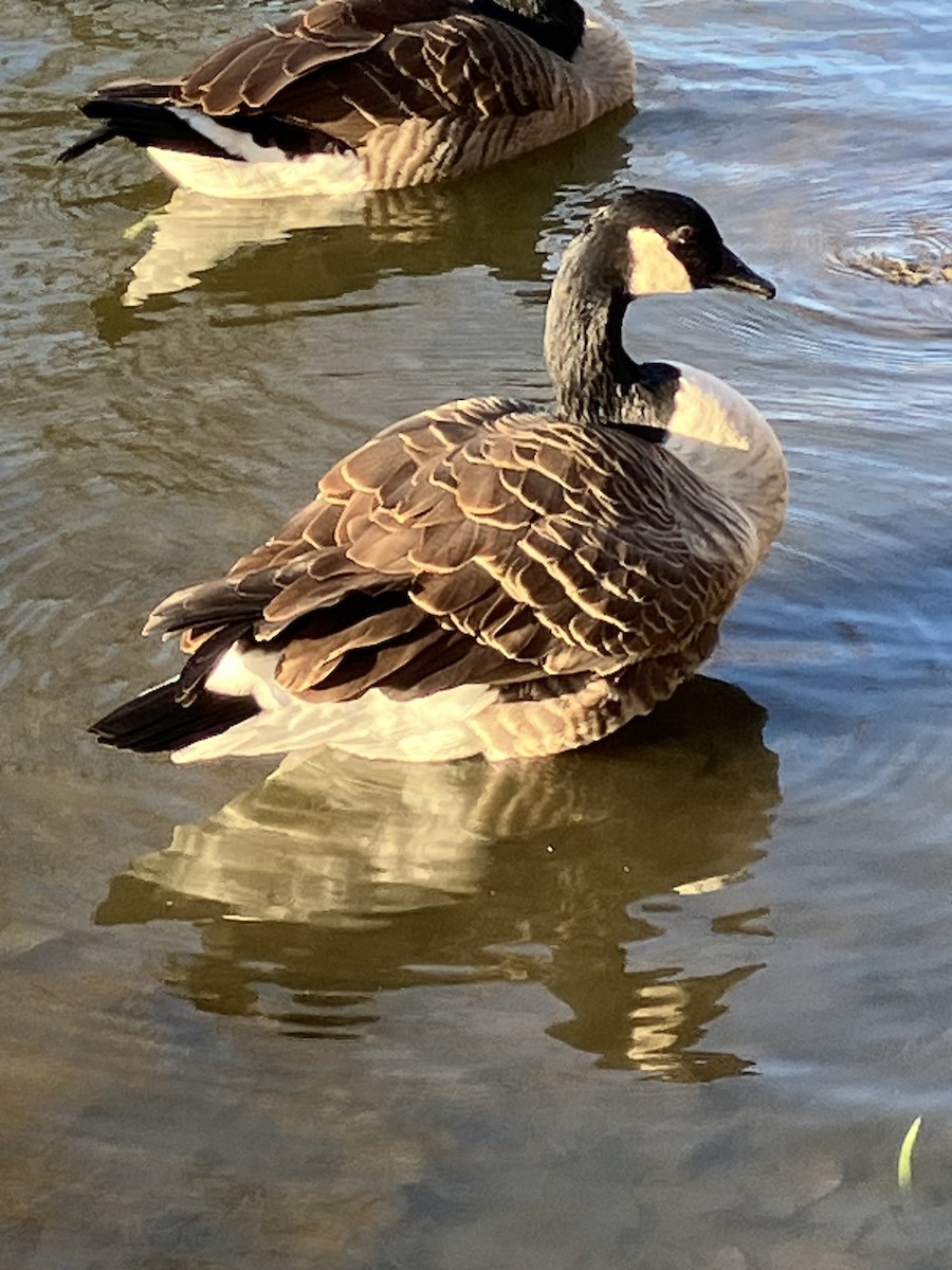 berneška velká [skupina canadensis] - ML625744576