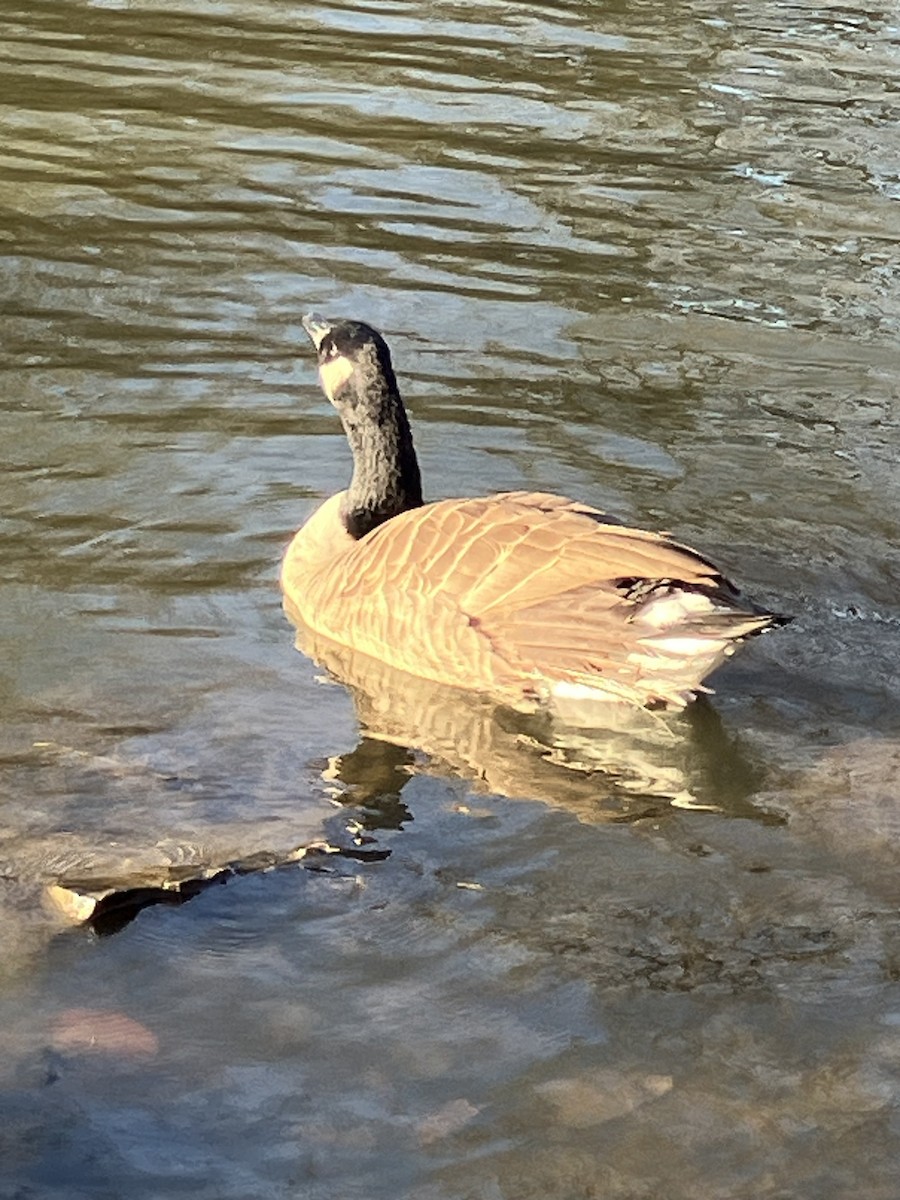 berneška velká [skupina canadensis] - ML625744577