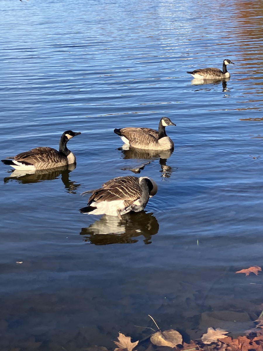 berneška velká [skupina canadensis] - ML625744579