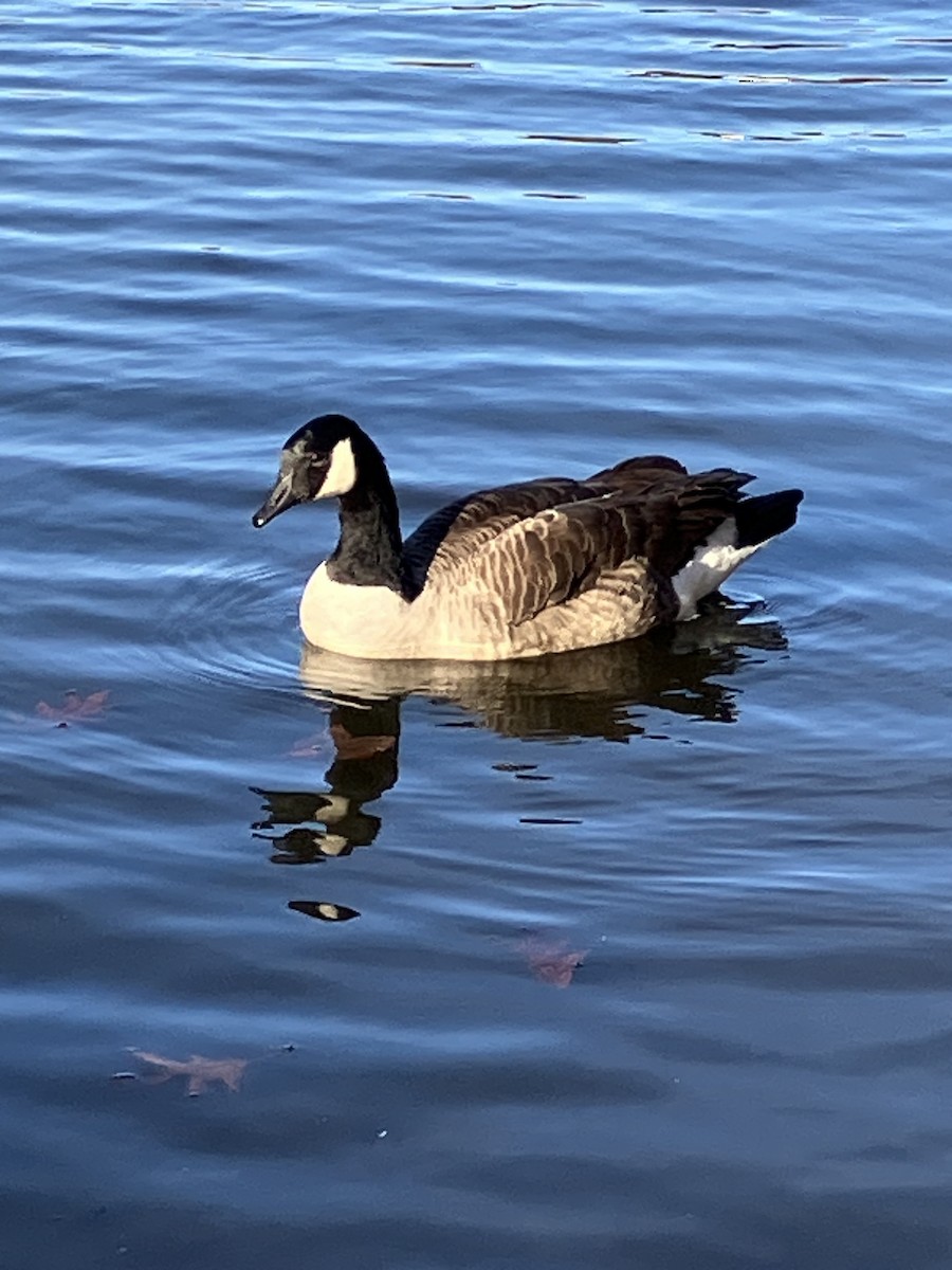 berneška velká [skupina canadensis] - ML625744580