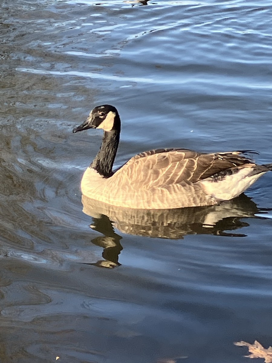 berneška velká [skupina canadensis] - ML625744581