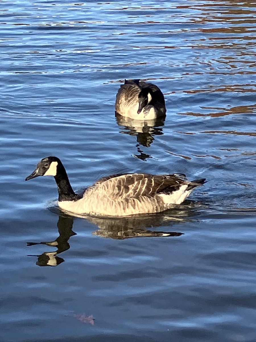 berneška velká [skupina canadensis] - ML625744582