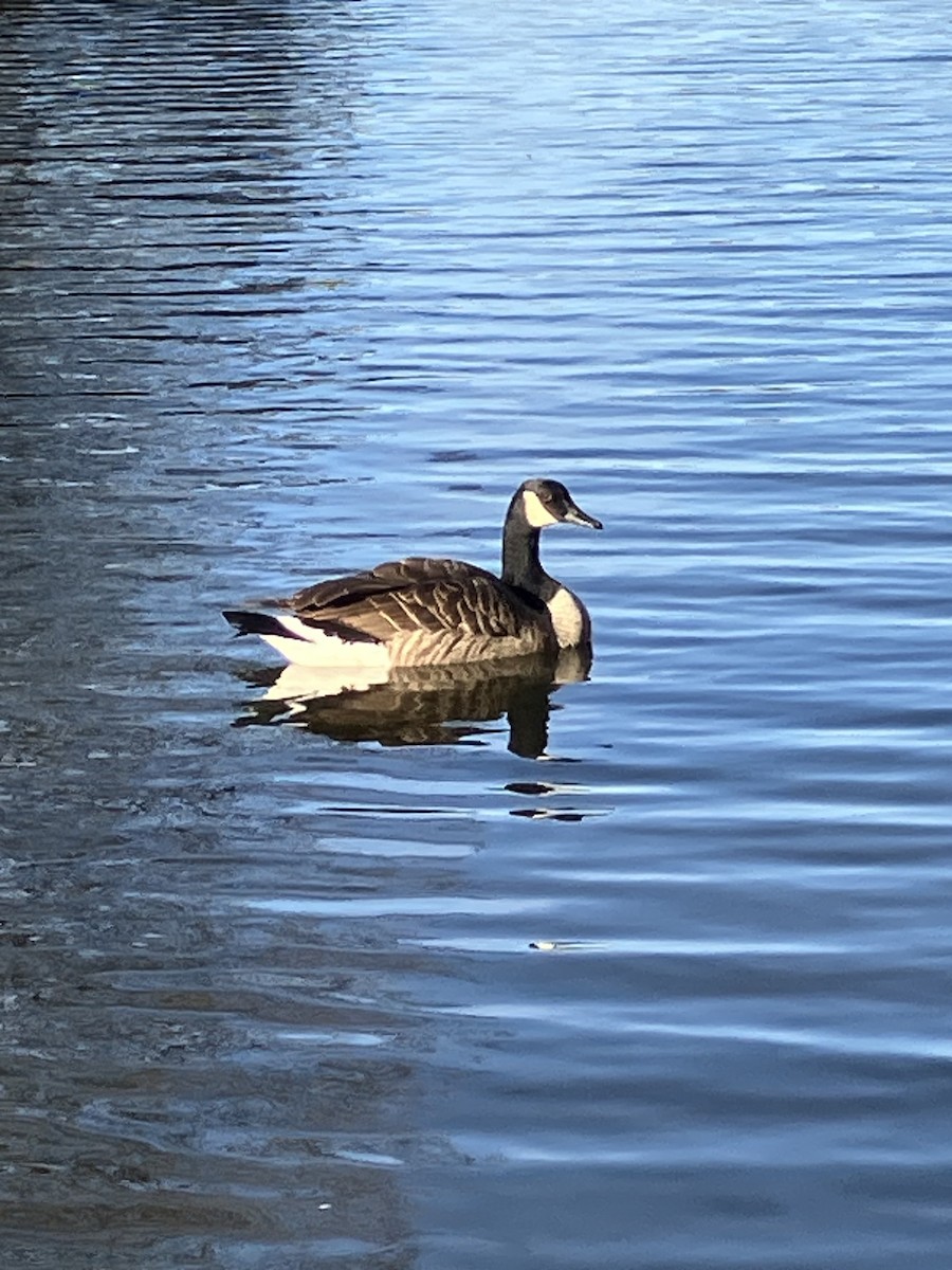 berneška velká [skupina canadensis] - ML625744583