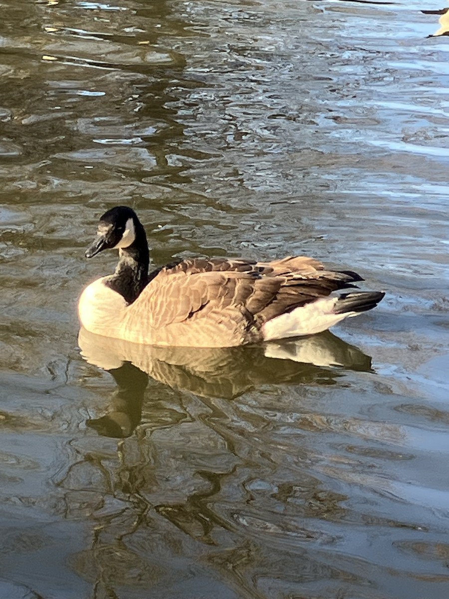 berneška velká [skupina canadensis] - ML625744586