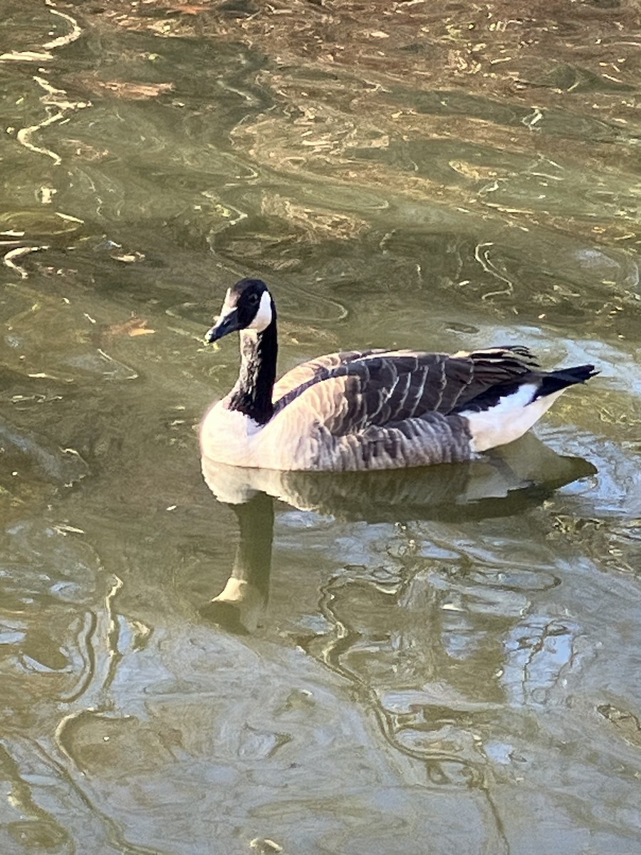 berneška velká [skupina canadensis] - ML625744587