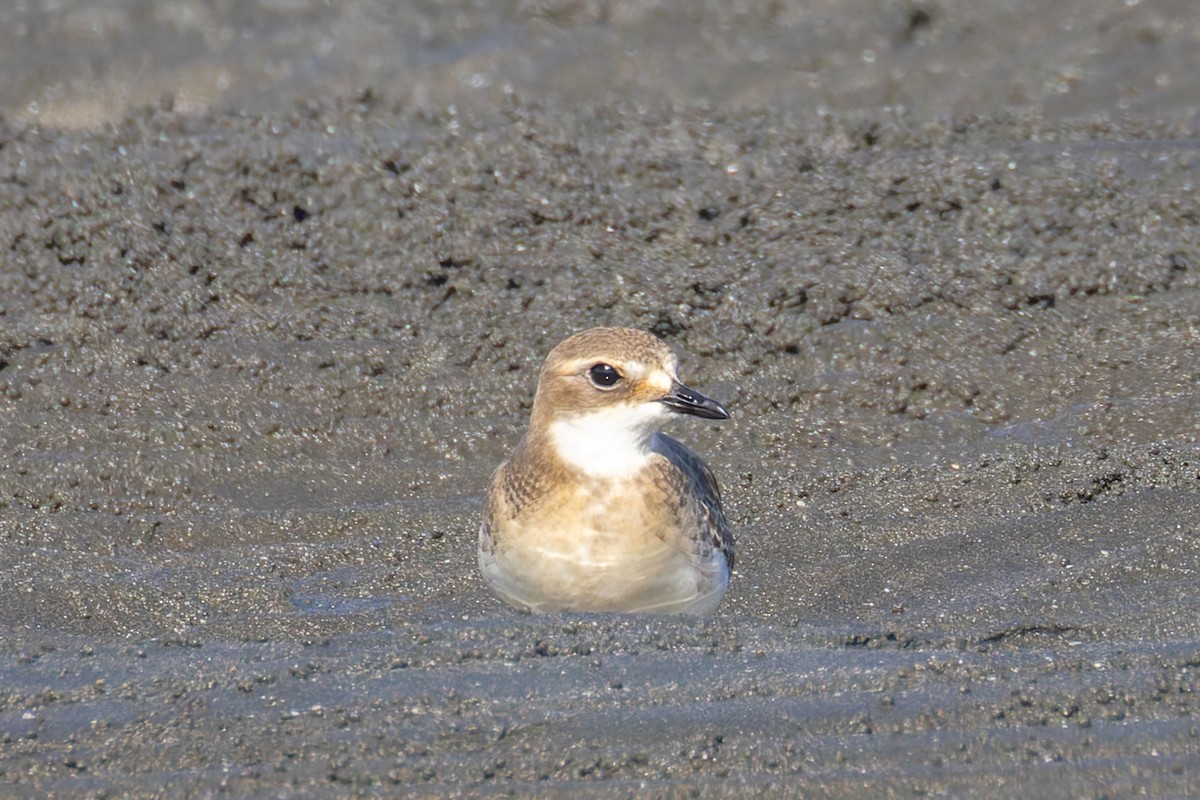 Siberian Sand-Plover - ML625744627