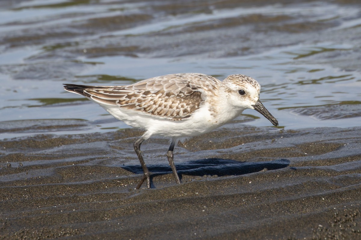 Sanderling - ML625744773