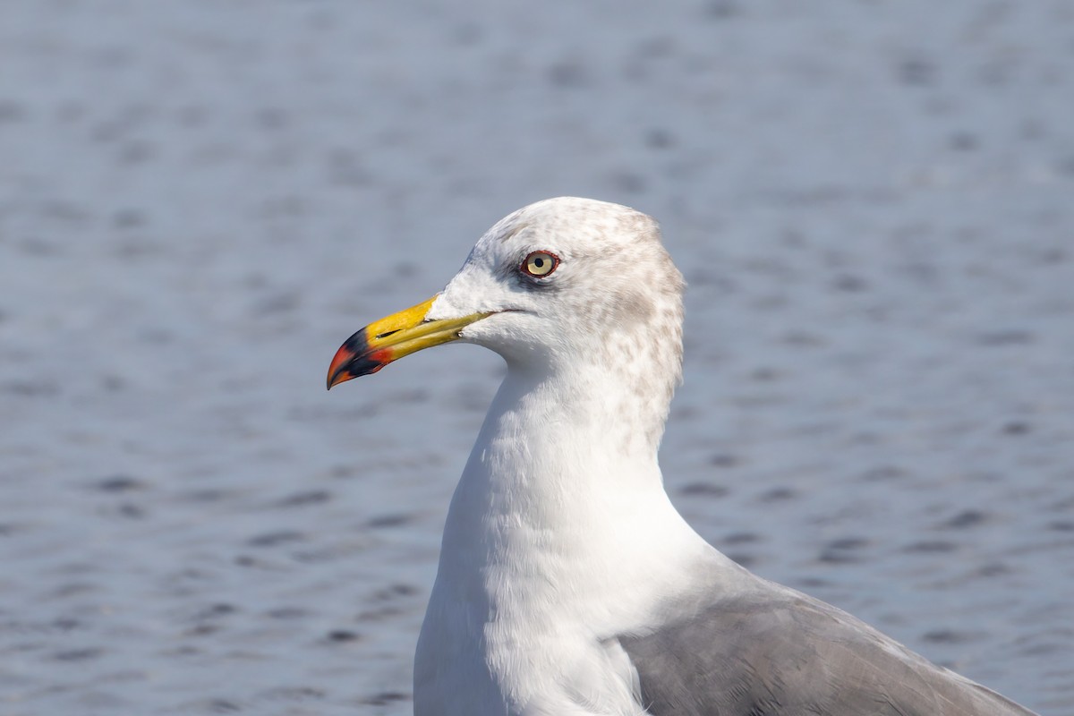 Black-tailed Gull - ML625744781